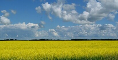Blue sky, fluffy white clouds and yellow canola field