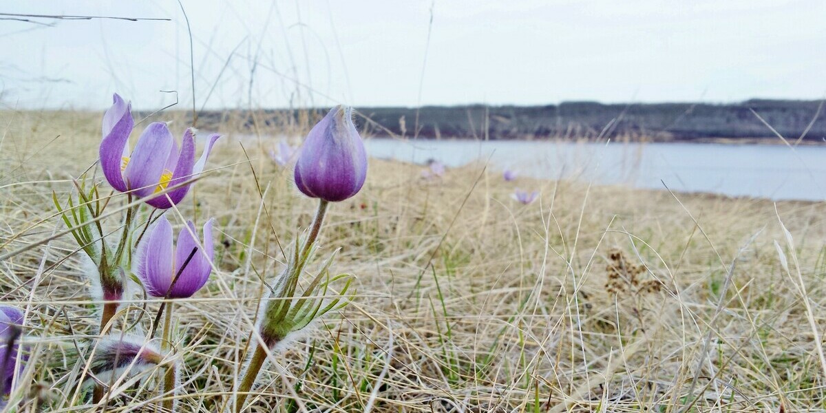 Crocus growing in dry grass pond in background