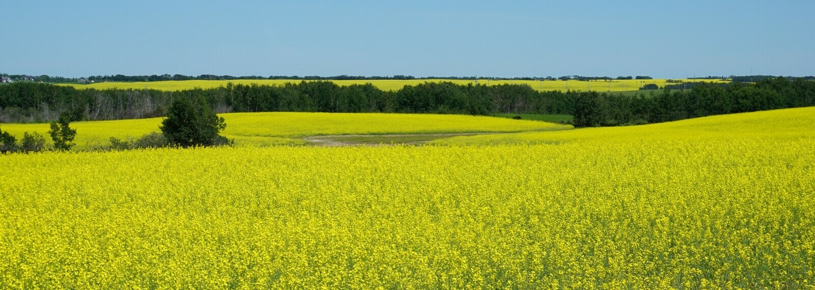 Agriculture and Environment