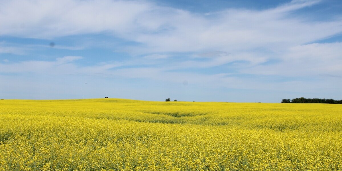 Blue sky, fluffy white clouds and yellow canola field